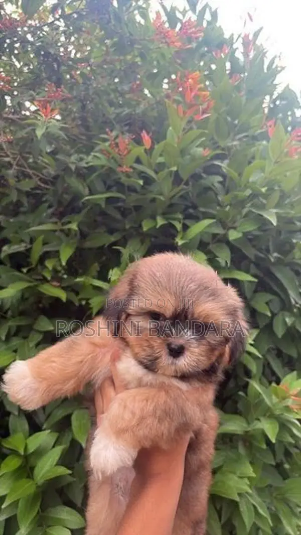 Shih Tzu Puppy