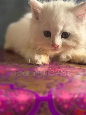 Persian Cat