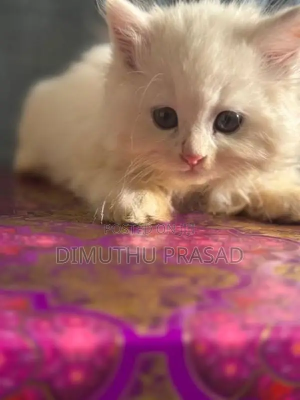 Persian Cat