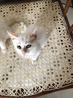 Pure White Persian Male Kitten