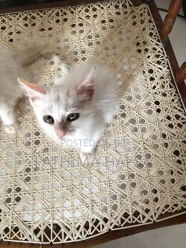 Pure White Persian Male Kitten