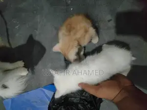 Persian Cat
