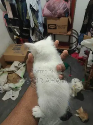 Persian Cat