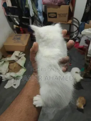 Persian Cat