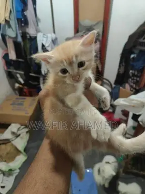 Persian Cat