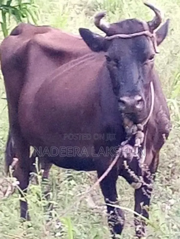 Milk Cow