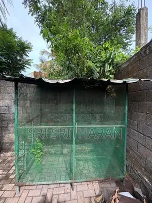 Bird Cage