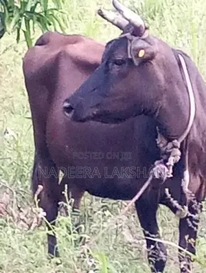 Milk Cow