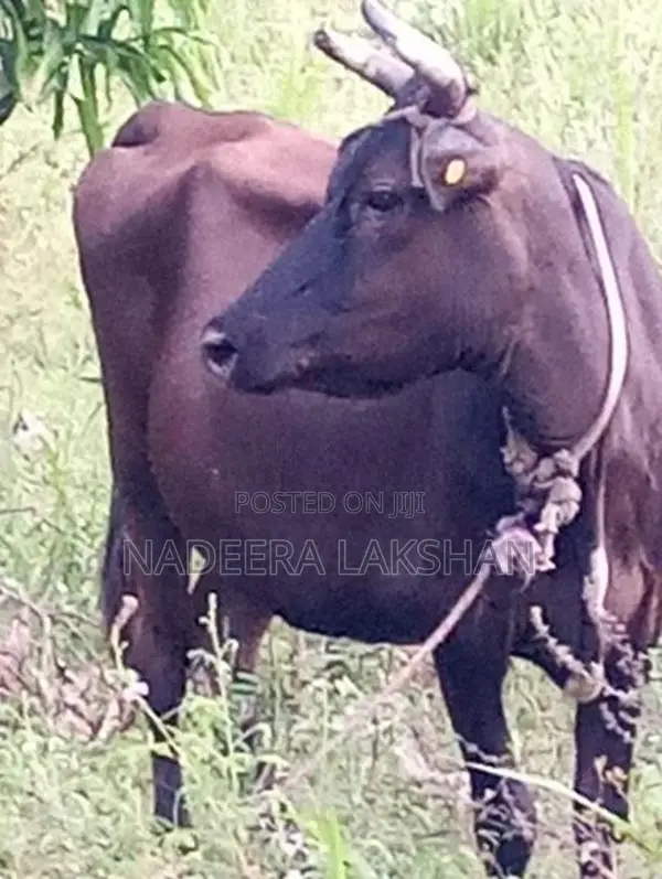 Milk Cow