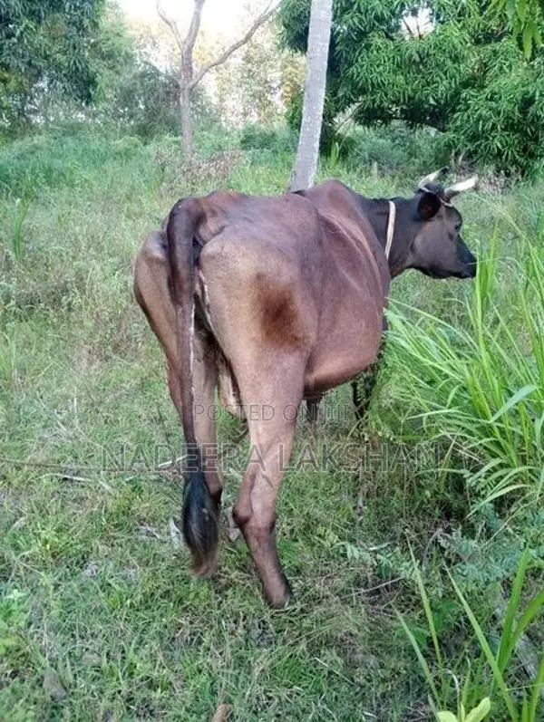 Milk Cow