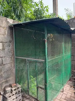 Bird Cage