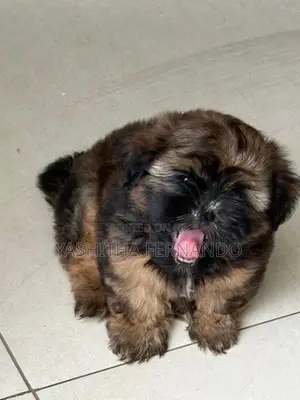 Shih Tzu Puppies