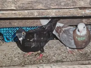 Pigeon