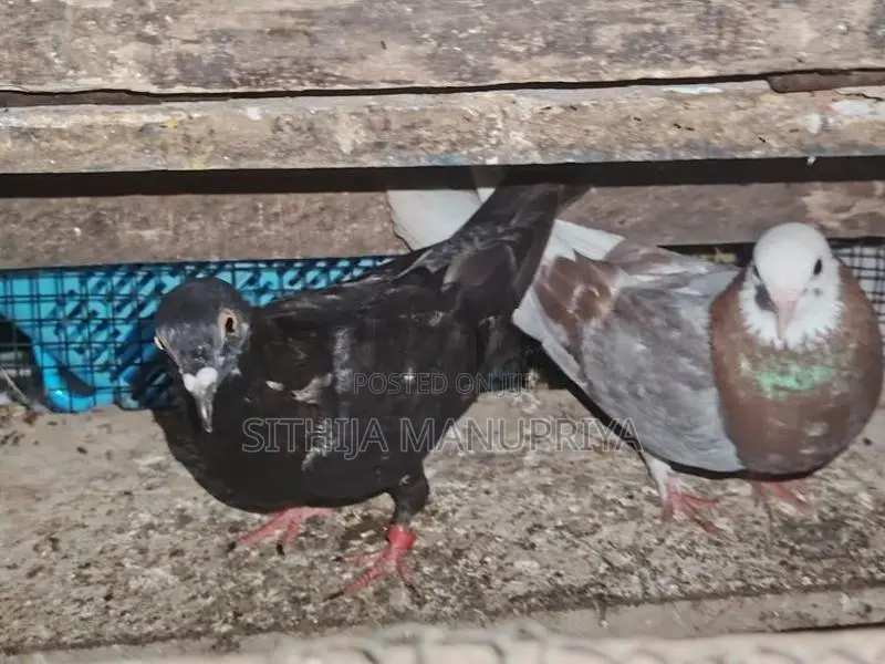 Pigeon