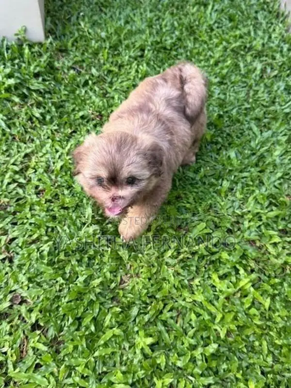 Shih Tzu Puppies