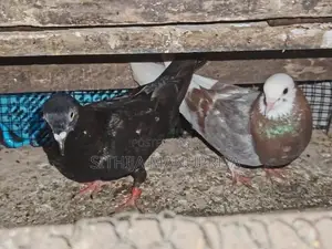 Pigeon