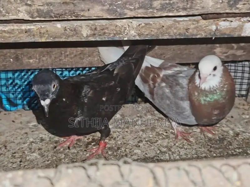Pigeon