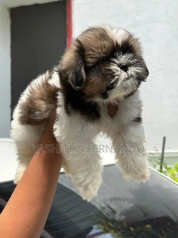 Shih Tzu Puppies