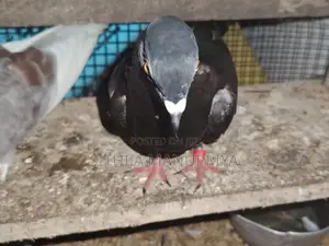 Pigeon
