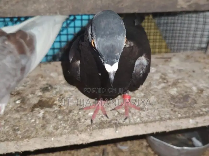 Pigeon