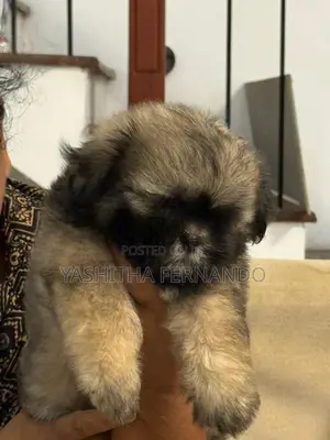 Shih Tzu Puppies