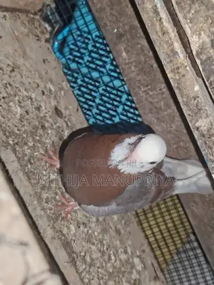 Pigeon