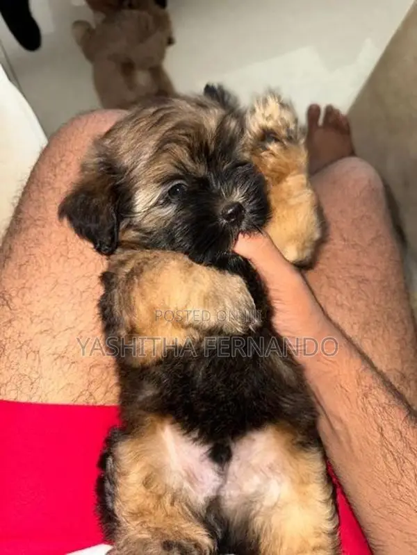 Shih Tzu Puppies