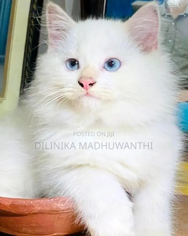 Persian Cat