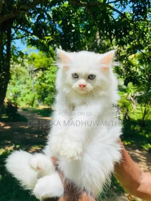 Persian Cat