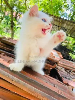Persian Cat
