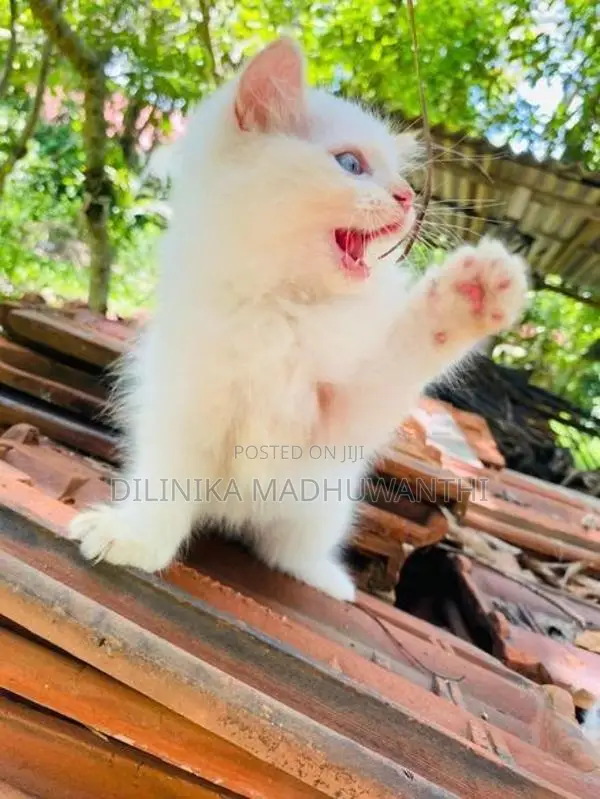 Persian Cat