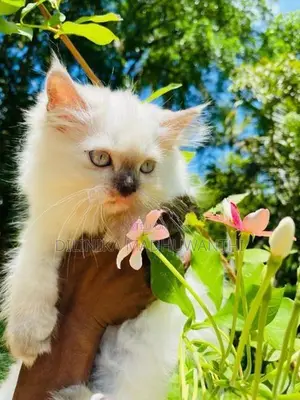 Persian Cat