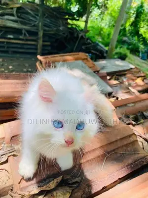 Persian Cat