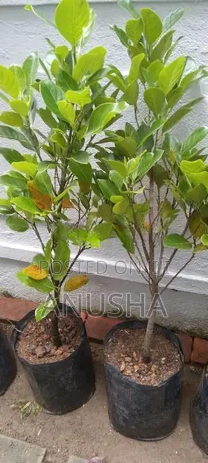 පැණි වරකා පැළ