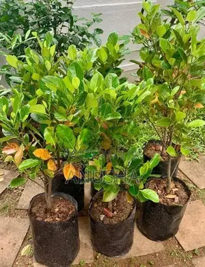 පැණි වරකා පැළ
