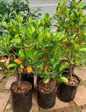 පැණි වරකා පැළ