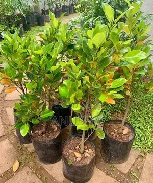 පැණි වරකා පැළ