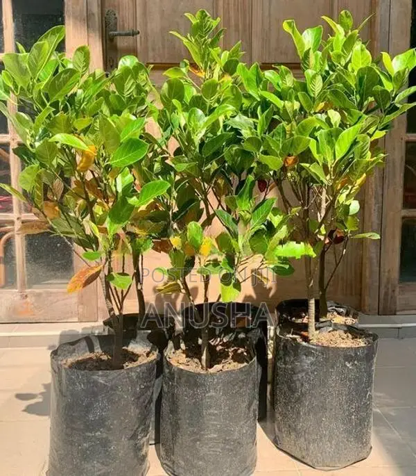 පැණි වරකා පැළ