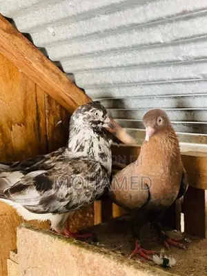 Pigeon