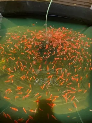 Glow Tetra Fish