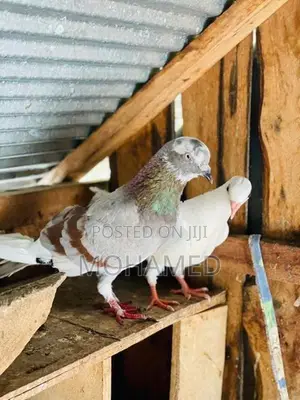 Pigeon