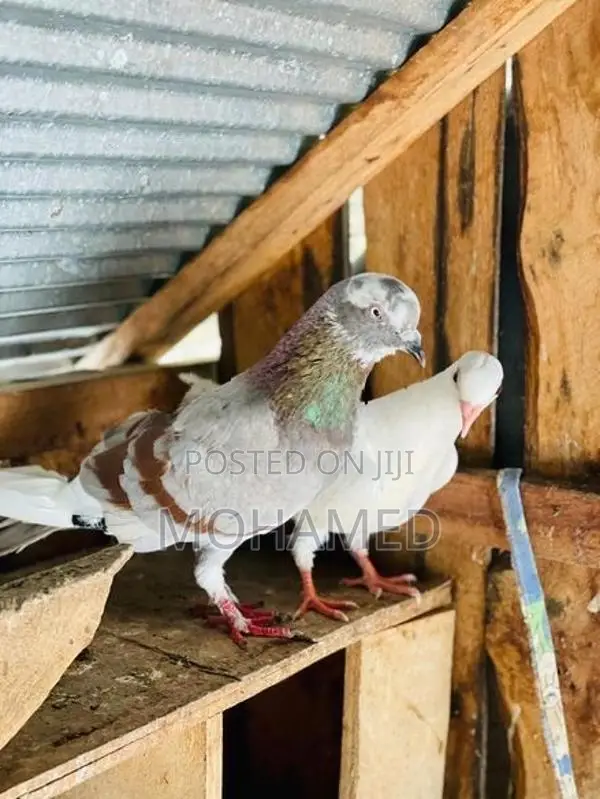 Pigeon