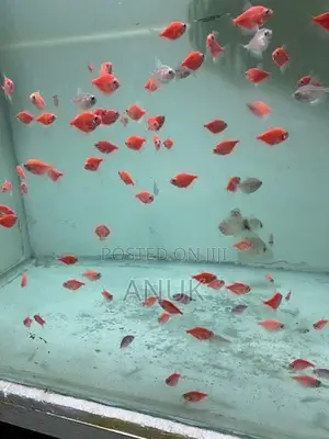 Glow Tetra Fish