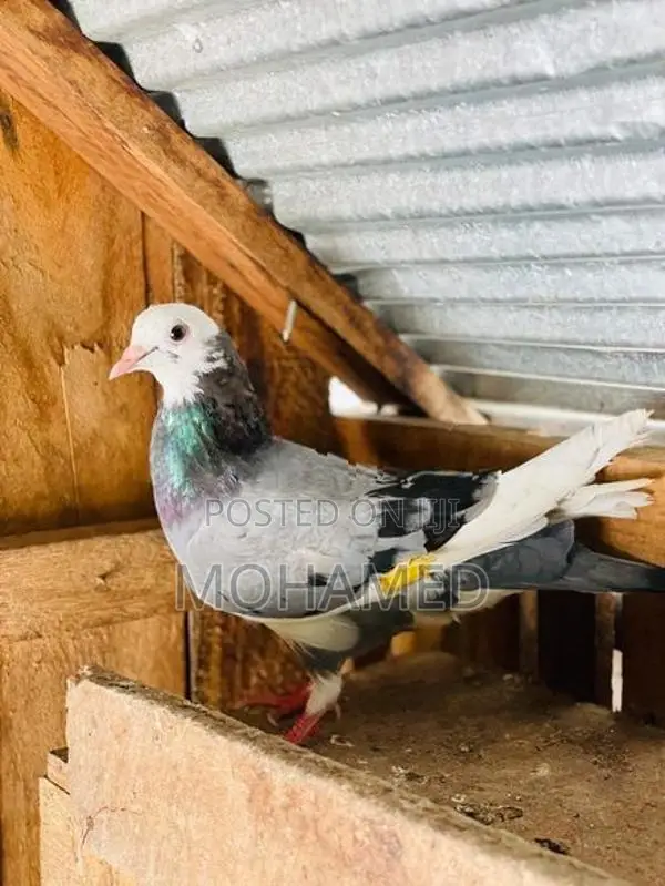 Pigeon