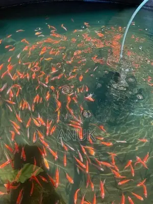 Glow Tetra Fish