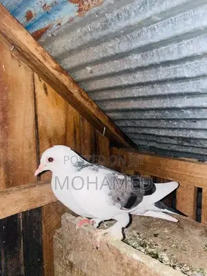 Pigeon