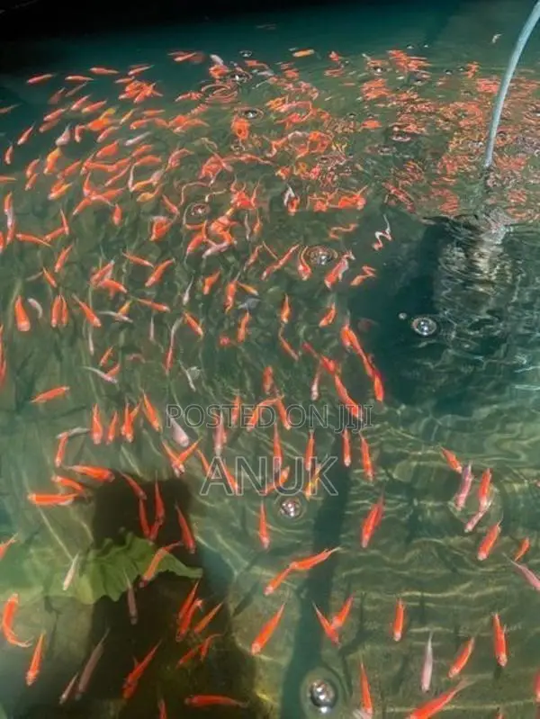 Glow Tetra Fish
