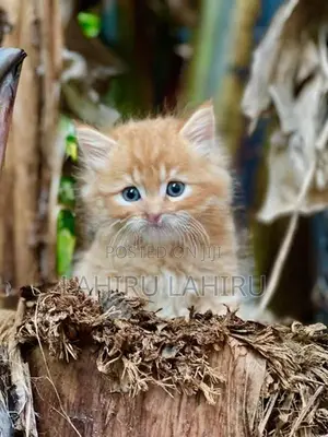 Persian Cat
