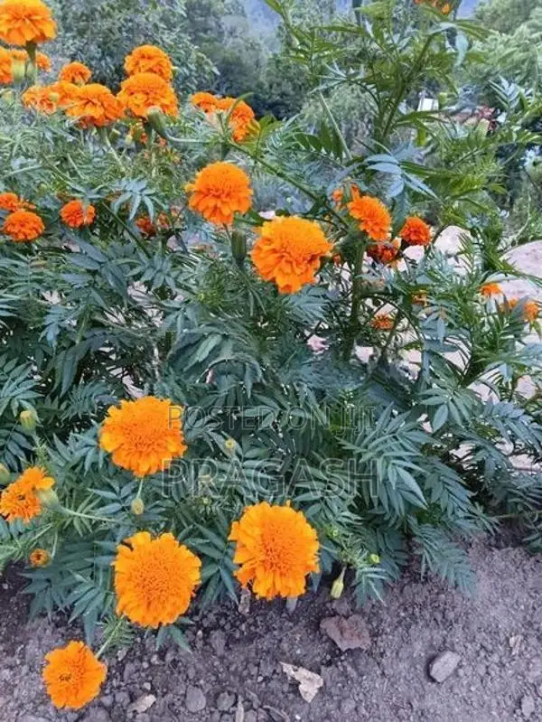 Marigold Seeds