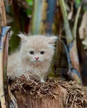 Persian Cat
